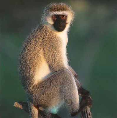 Plains Game - Vertvet Monkey