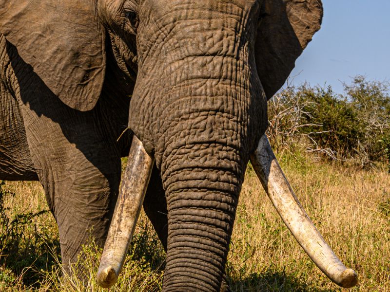 hunting-elephant-south-africa