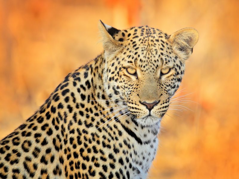 hunting-leopard-south-africa