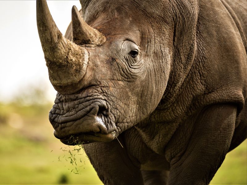hunting-rhino-south-africa