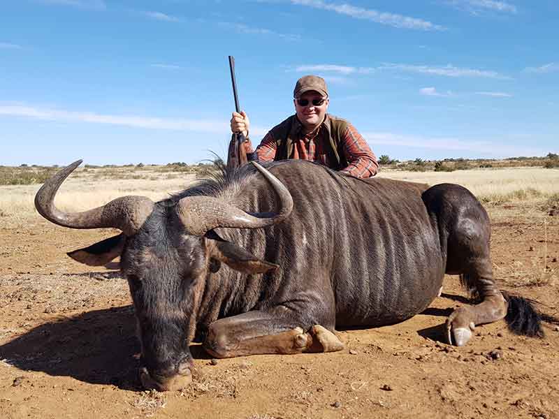 Wildebees blue hunting with Eastcape & Karoo Safaris South Africa