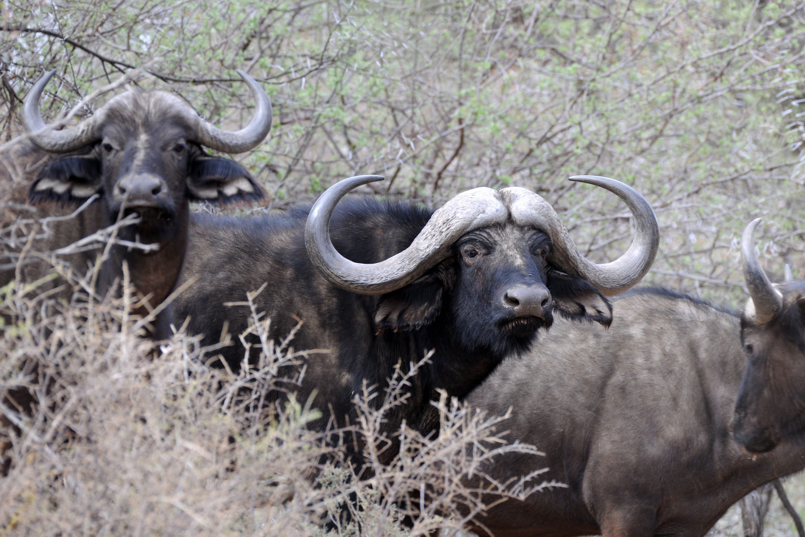 Cape Buffalo Hunting Safaris with Eastcape & Karoo Safaris - South Africa