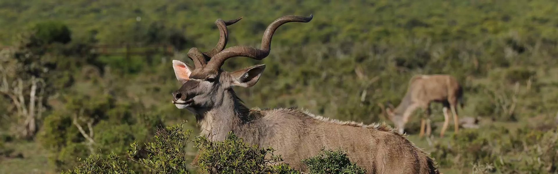 eastcape-karoo-safaris-kudu-banner